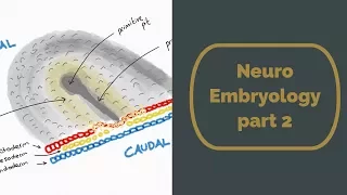 Neuro Embryology part 2