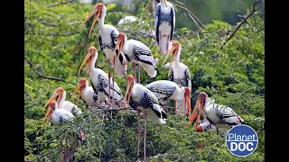 Uno de los hogares de las aves raras: así es el Parque Nacional Keoladeo (DOCUMENTAL COMPLETO)