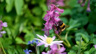 Importancia de las Abejas Nativas sin Aguijón en el Ecosistema ⚡ POWERCLASS