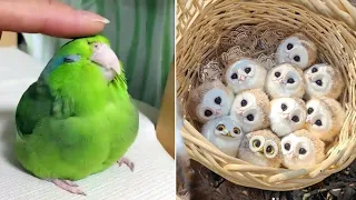 Baby Animals 🔴 Funny Parrots and Cute Birds Compilation (2021) Loros Adorables Recopilación #35