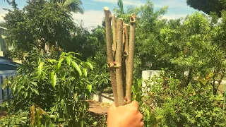 Growing Mulberry Trees from Cuttings