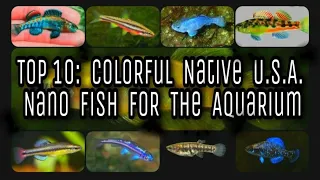 Top 10 Colorful Native USA Nano Fish Species. Aquarium Worthy, North American Wild Species ( NANFA )