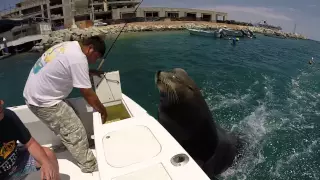Pancho the Sea Lion in Cabo