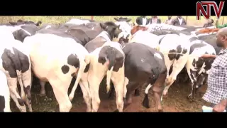 Gulu residents accuse officials of unfairness in distributing cows from Operation Wealth Creation