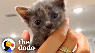 Watch this Kitty Finally Win Over Her Human Dad ❤️ | The Dodo Cat Crazy