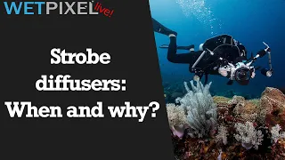 Strobe Diffusers: When and Why Underwater Photographers should use them