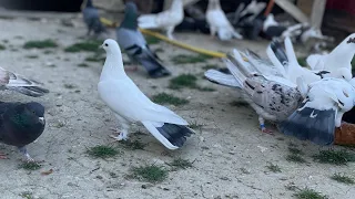 Бакинская широкохвостые голуби#голуби #pigeon #дагестан