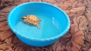 Уход за сухопутной черепахой. Для чего надо купать сухопутную черепаху.