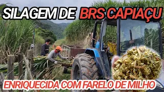 silagem ensacada de BRS CAPIAÇU com farelo de milho