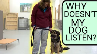 How to teach your dog to listen to you | Why your dog wont listen to you- Professional Dog Training