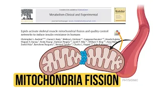 EX-e: Fat changes how Mitochondria Behave (Mitochondrial Fission)