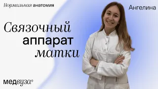 Связочный аппарат матки | Нормальная анатомия человека