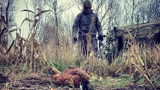 Recurve bowhunt for Pheasant´s from a blind, Turkey style