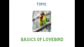 basics of lovebird farming business