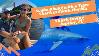 Scuba Diving with a MASSIVE Tiger Shark in South Florida - Shark Diving in Jupiter, FL