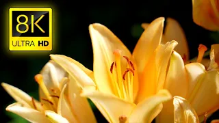 Largest Flowers New Collection In The World 8K ULTRA HD / With Clamping Music