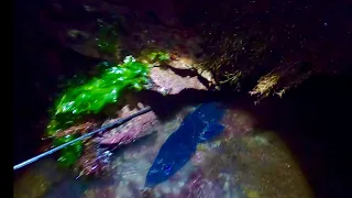 Massive Eel in a Lobster hole ! Foraging Scallops & Prawn - Catch & Cook