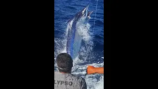 IFISH COOKTOWN GIANT MARLIN