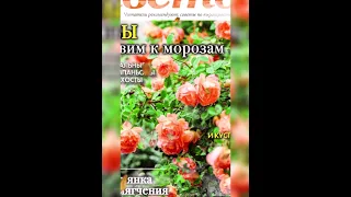 Цветок. Розы готовим к морозам🌹❣️