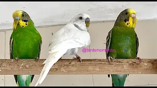 Snow the white male budgie trying to seduce Meadow the green female budgie