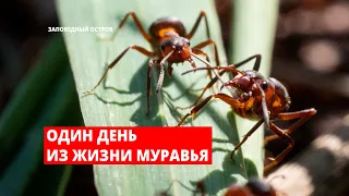 Один день из жизни муравья