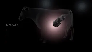 ReaShure's Impact on Calves
