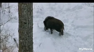 Wild boar hunting in Saskatchewan