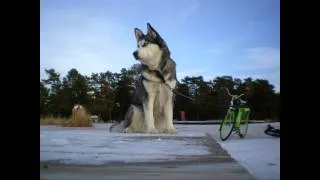 Tribute to my Siberian Husky Masha