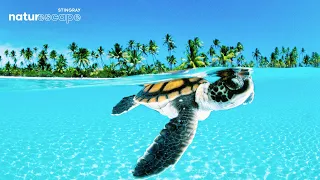 3 HOURS Stunning Tropical Beach Underwater Footage | @StingrayNaturescape  Colorful Sea Life Video