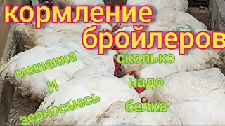 Кормление бройлеров мешанкой. Зачем соль,  дрожжи и сколько надо протеина(белка) для хорошего роста.