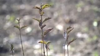 Прогноз погоди на вікенд 29-31 березня / Хмельницька область