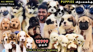 Cute ஆன Native Breeds, Foreign Breeds, Toy Breeds Puppies for Sales | All Breeds Dog Kennel