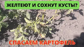 ЗАБОЛЕВАНИЯ картофеля. Что делать и Как спасти урожай?