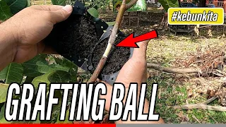 Does It Work? how to use Plant Root Growing Box Plastic Grafting Pressure Ball for air layering