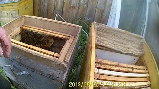 Пересадка семьи пчел из ловушки в улей