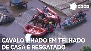 Equipes resgatam cavalo que estava ilhado em Canoas