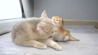 The way the mother cat loves the kitten is so intense || Cute kitten video 😍😍😍