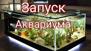 Запуск нового аквариума. Как запустить аквариум.