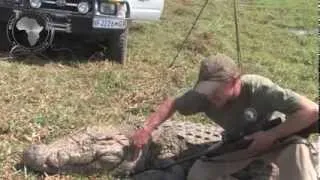 Crocodile Hunt with Bullet Safaris with Nathan Askew