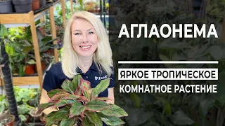 Аглаонема – яркое тропическое комнатное растение | Обзор