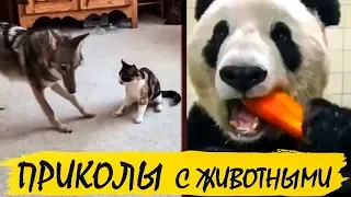 Приколы с животными, ржака, юмор, фейлы. Funny animals, lol, humor, fail