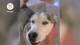 When Dogs Decide to Be Something Else 🤣 Funniest Animal Videos