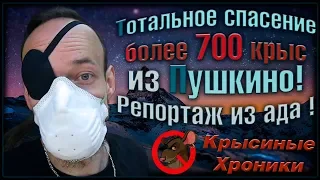 Репортаж из квартиры в Пушкино. Спасено больше 700 крыс! Как это было? (Fancy Rats)