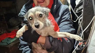 🔴Эвакуация собак из адского дома в Кулунде| 3 серия | История собаки  Ванэссы | Rescue of stray dogs
