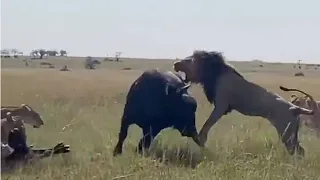 Buffalo mother protecting her calf ends up being eaten