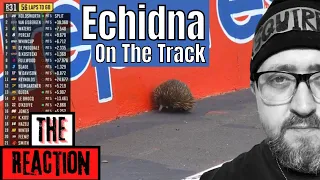 American Reacts To Echidna ON TRACK brings out Safety Car - Repco Bathurst 1000 | Supercars 2021