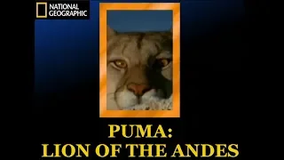 Puma: Lion of the Andes National Geographic Documentary 1996