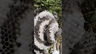 Why You Should Never Approach A Hornet Nest. What's Inside An Active Colony. Mousetrap Monday Short