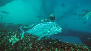Spearfishing Offshore Oil Rigs HUGE CUBERA, AFRICAN POMPANO, COBIA..Gulf of Mexico 2023 {Film Style}