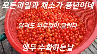 앵두 수확하는 날 앵두 액기스 만들기 #앵두 #앵두청만들기 #매실 #매실청 #앵두음료 #과일 #귀촌생활 #귀촌 #전원일기 #앵두효능 #음료수먹방 #음료 수 만들기 #음료만들기